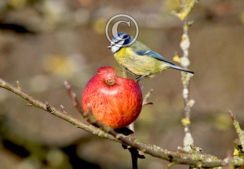 Blue tit DM0761